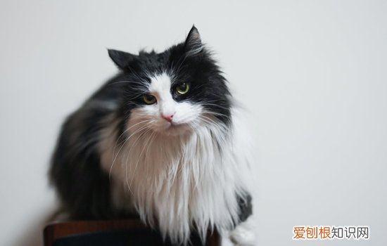 被猫抓伤了最迟多久打预防针,被猫抓伤了最迟什么时候打预防针,被猫抓伤了最迟多久打针