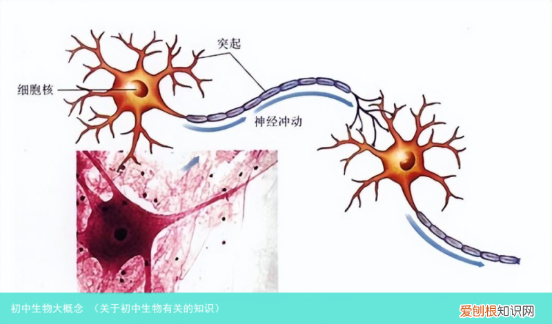 关于初中生物有关的知识 初中生物大概念