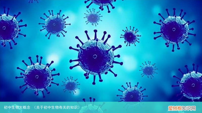 关于初中生物有关的知识 初中生物大概念