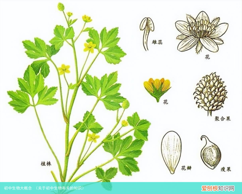 关于初中生物有关的知识 初中生物大概念