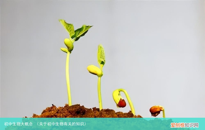 关于初中生物有关的知识 初中生物大概念