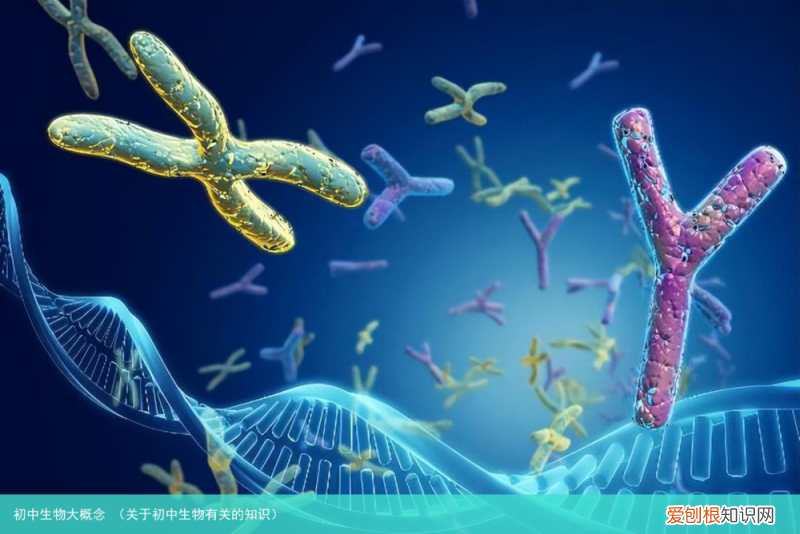 关于初中生物有关的知识 初中生物大概念