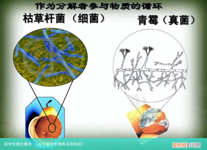 关于初中生物有关的知识 初中生物大概念