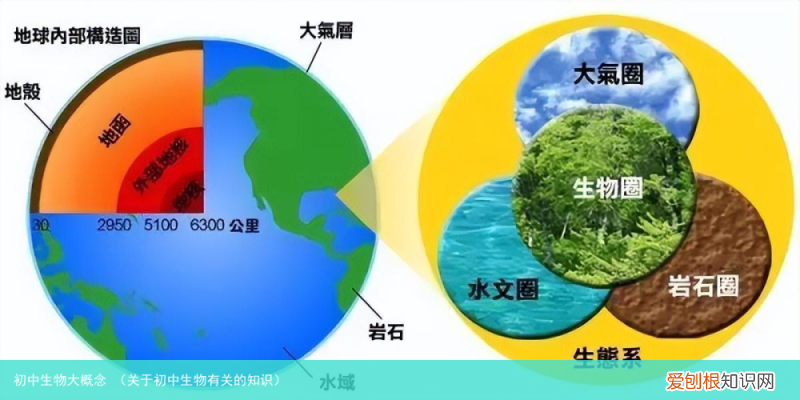 关于初中生物有关的知识 初中生物大概念