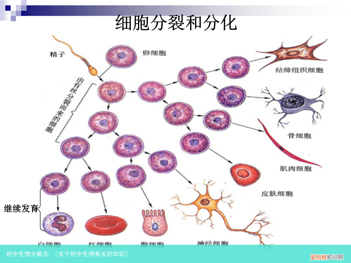 关于初中生物有关的知识 初中生物大概念