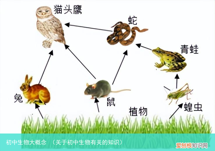 关于初中生物有关的知识 初中生物大概念