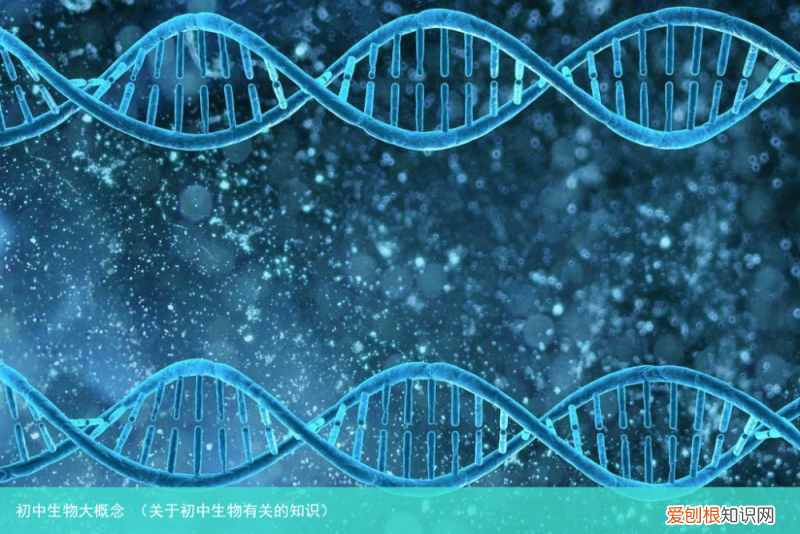 关于初中生物有关的知识 初中生物大概念
