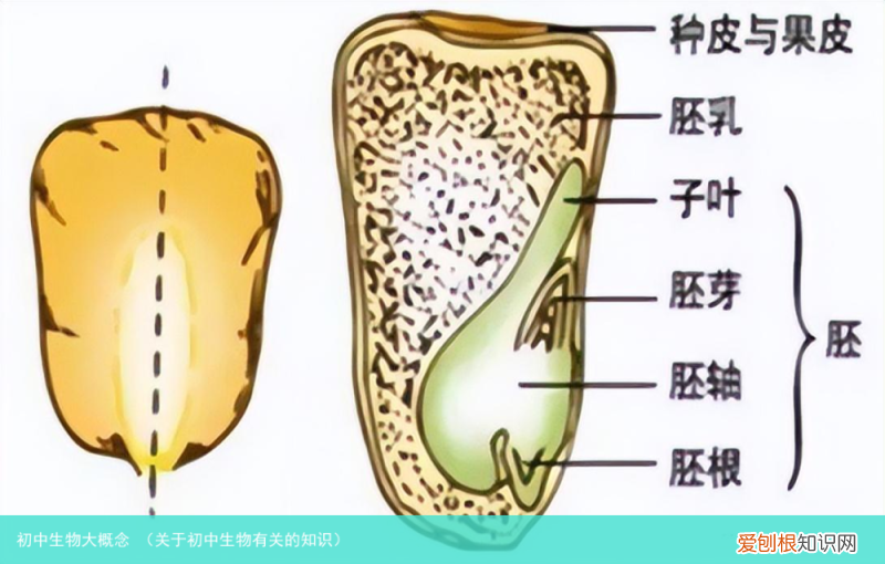 关于初中生物有关的知识 初中生物大概念