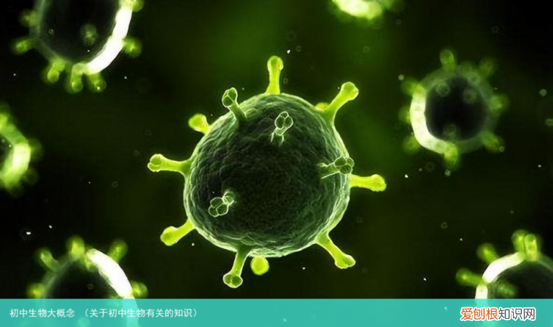 关于初中生物有关的知识 初中生物大概念