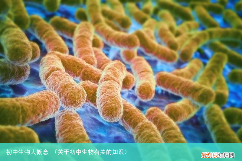 关于初中生物有关的知识 初中生物大概念