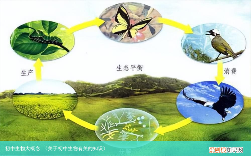 关于初中生物有关的知识 初中生物大概念