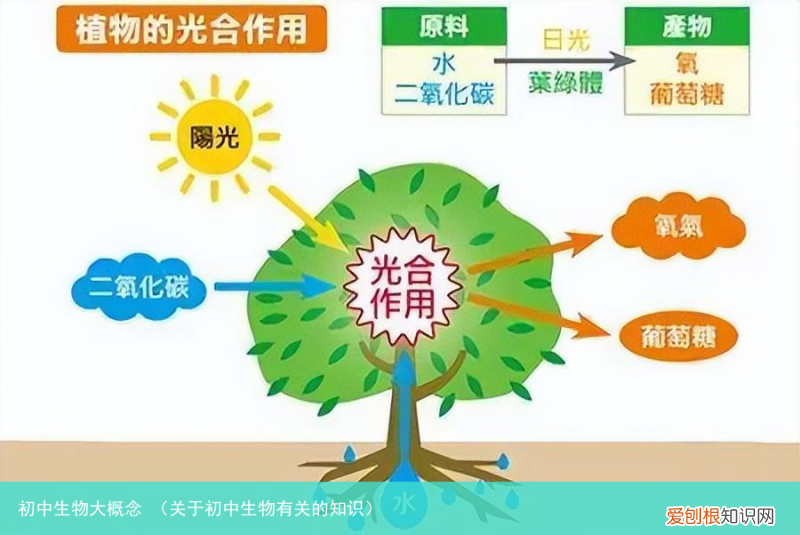 关于初中生物有关的知识 初中生物大概念