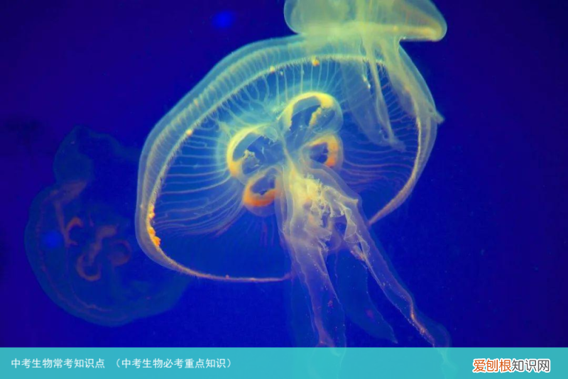 中考生物必考重点知识 中考生物常考知识点