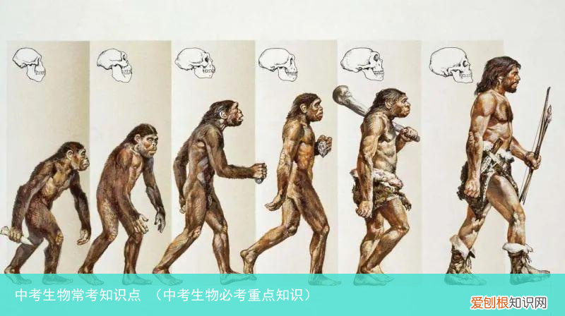 中考生物必考重点知识 中考生物常考知识点