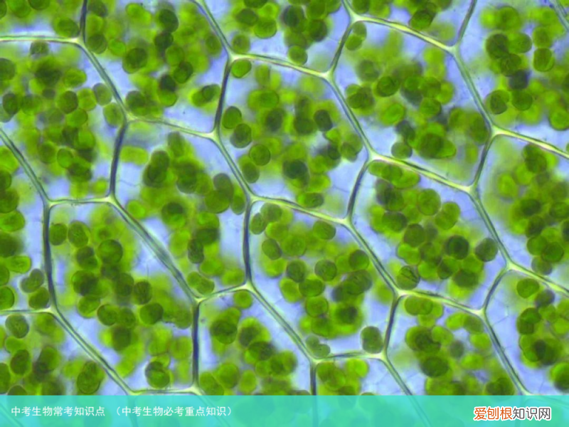中考生物必考重点知识 中考生物常考知识点