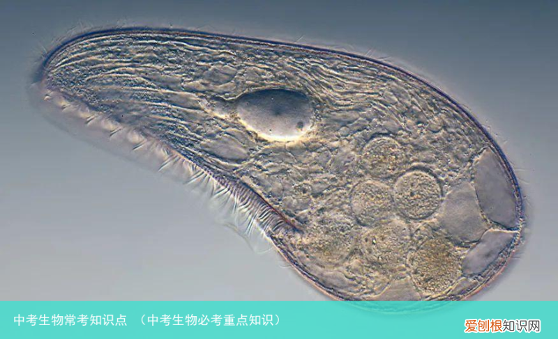 中考生物必考重点知识 中考生物常考知识点