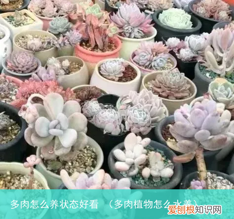 多肉植物怎么水养 多肉怎么养状态好看