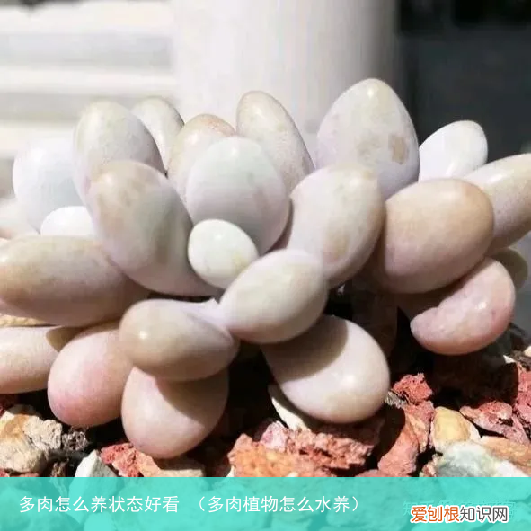 多肉植物怎么水养 多肉怎么养状态好看
