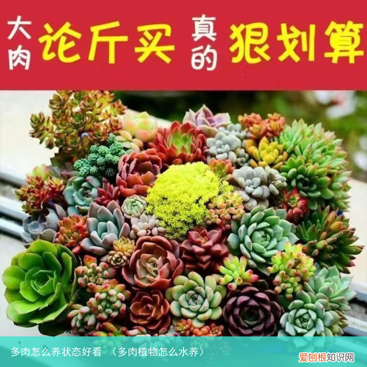 多肉植物怎么水养 多肉怎么养状态好看