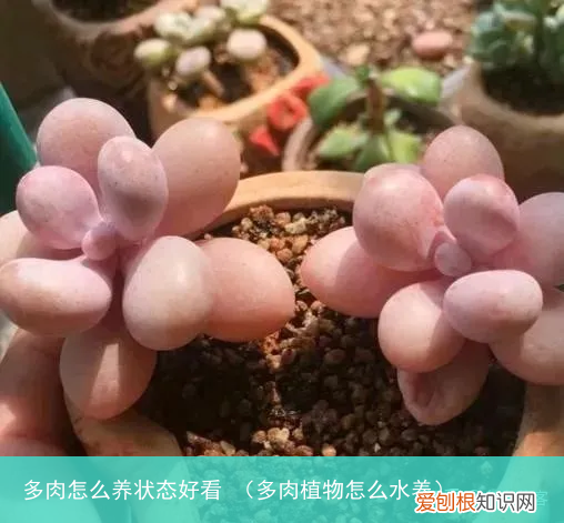 多肉植物怎么水养 多肉怎么养状态好看