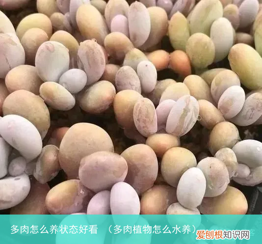 多肉植物怎么水养 多肉怎么养状态好看