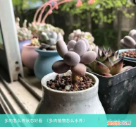 多肉植物怎么水养 多肉怎么养状态好看