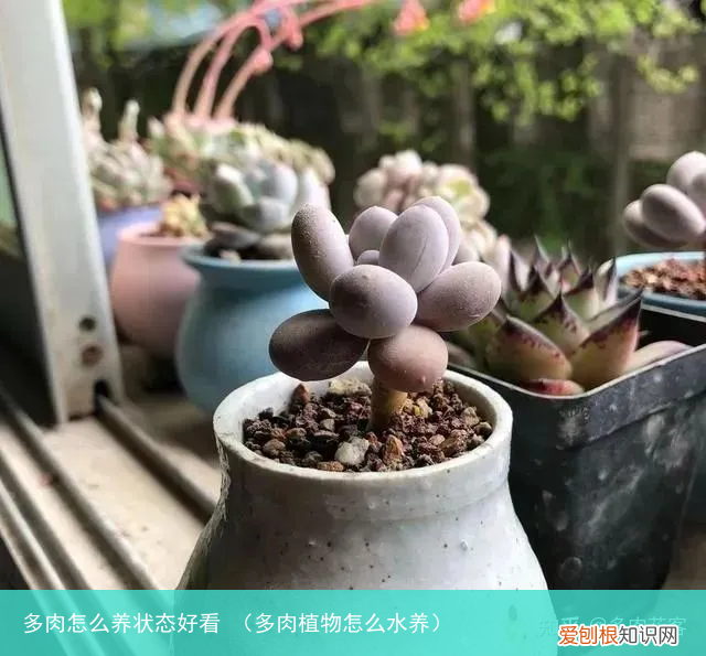 多肉植物怎么水养 多肉怎么养状态好看