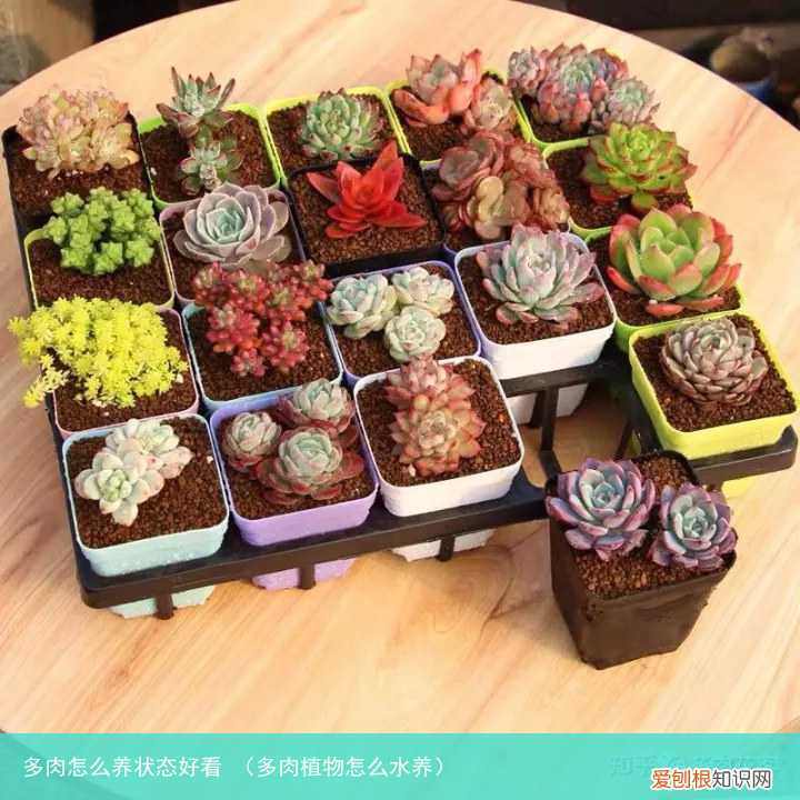 多肉植物怎么水养 多肉怎么养状态好看