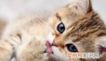 如何延长猫的寿命，如何延长自己的寿命