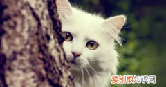 如何延长猫的寿命，如何延长自己的寿命