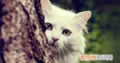 如何延长猫的寿命，如何延长自己的寿命