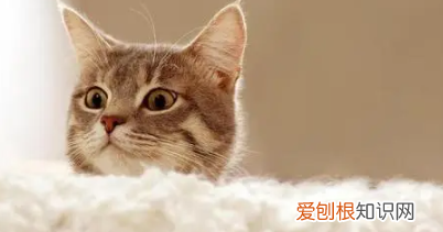 如何延长猫的寿命，如何延长自己的寿命