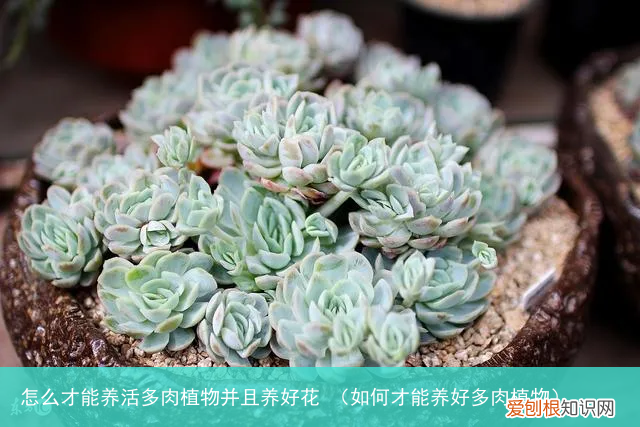 如何才能养好多肉植物 怎么才能养活多肉植物并且养好花