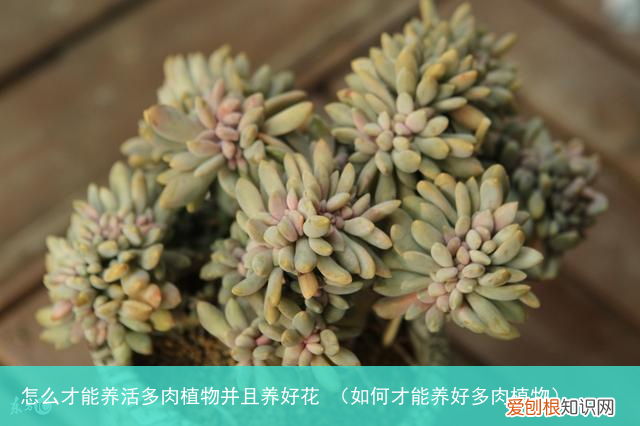 如何才能养好多肉植物 怎么才能养活多肉植物并且养好花