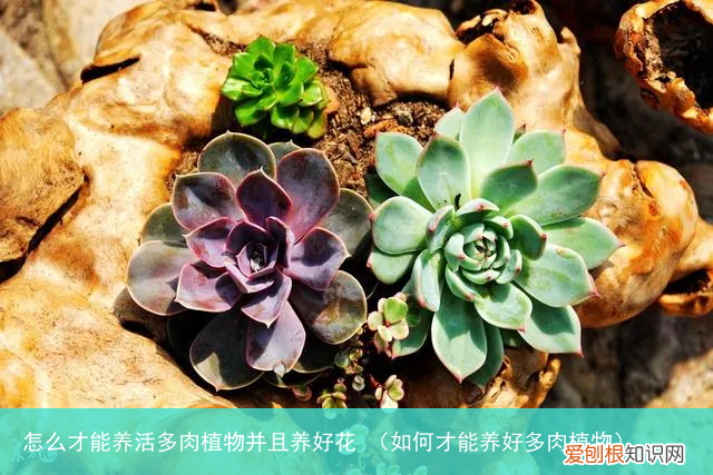 如何才能养好多肉植物 怎么才能养活多肉植物并且养好花