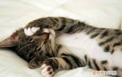 被猫抓伤了一点点要紧吗,被猫抓伤了一点点皮,被猫抓伤了一点点红印
