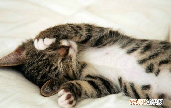 被猫抓伤了一点点要紧吗,被猫抓伤了一点点皮,被猫抓伤了一点点红印