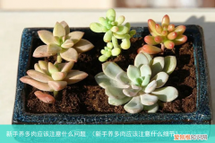 新手养多肉应该注意什么细节 新手养多肉应该注意什么问题
