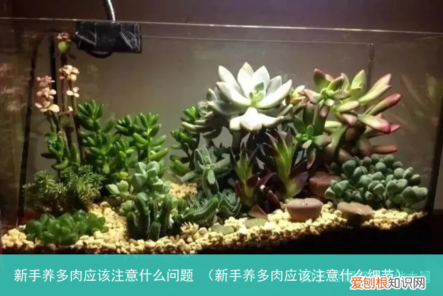 新手养多肉应该注意什么细节 新手养多肉应该注意什么问题