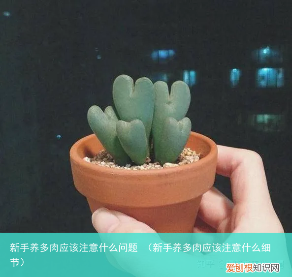新手养多肉应该注意什么细节 新手养多肉应该注意什么问题