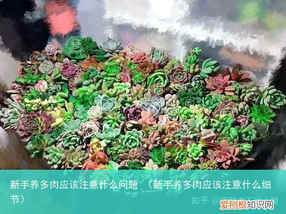 新手养多肉应该注意什么细节 新手养多肉应该注意什么问题