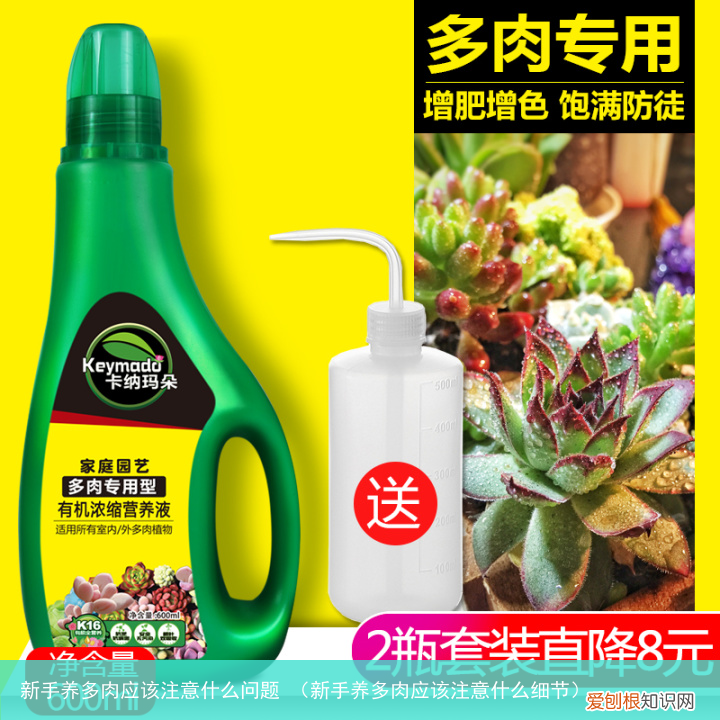 新手养多肉应该注意什么细节 新手养多肉应该注意什么问题