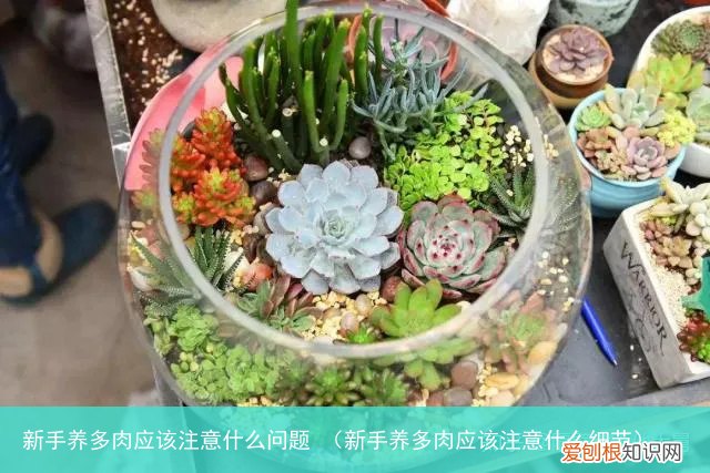 新手养多肉应该注意什么细节 新手养多肉应该注意什么问题