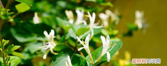 金银花茶和什么一起喝比较好 金银花茶和什么一起喝