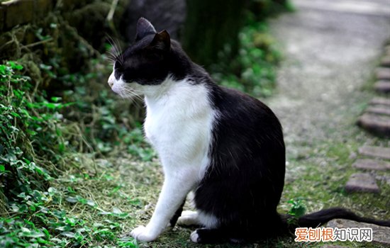 猫流哈拉是怎么回事 猫流哈喇子怎么回事
