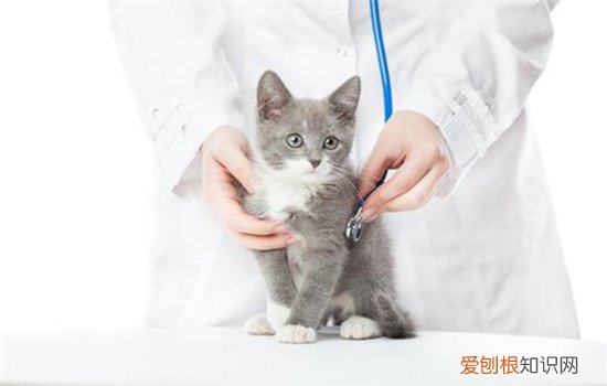 小猫咪得肾衰是什么原因,小猫为什么会肾竭,小猫为什么会得肾衰竭，小猫肾衰竭症状