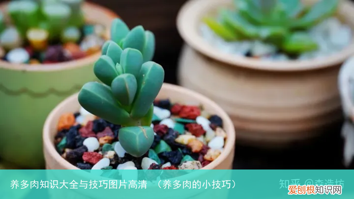 养多肉的小技巧 养多肉知识大全与技巧图片高清
