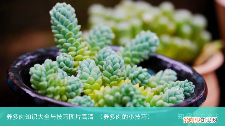 养多肉的小技巧 养多肉知识大全与技巧图片高清