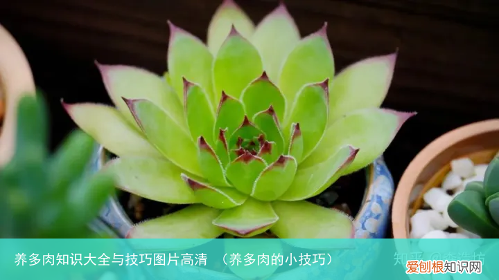 养多肉的小技巧 养多肉知识大全与技巧图片高清