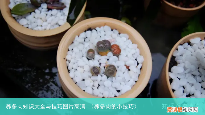 养多肉的小技巧 养多肉知识大全与技巧图片高清